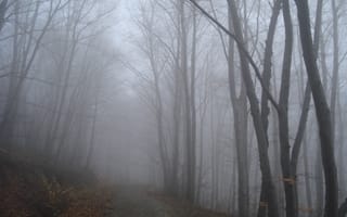 Картинка осень, лес, path, дорожка, Autumn, туман, forest, fog
