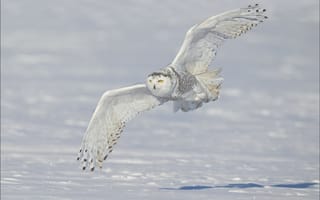 Картинка snowy owl, снег, полярная сова, зима, белая сова, полёт, крылья