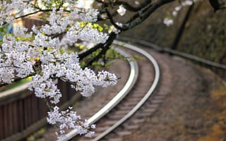 Обои Япония, железная дорога, макро, сакура, ветки, размытость, дерево, цветы