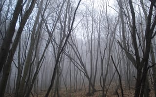 Картинка осень, лес, fog, forest, Autumn, туман