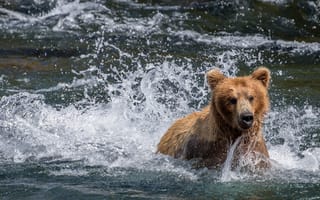 Картинка вода, река, купание, Национальный парк Катмай, Река Брукс, Аляска, Katmai National Park, брызги, медведь, Alaska, Brooks River