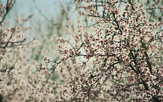 Картинка весна, цветет, дерево