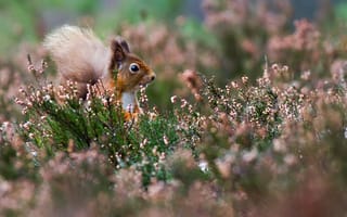 Картинка поле, цветы, белка, от lolita777, белочка