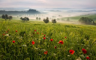 Картинка поле, деревья, пейзаж, природа, Италия, Tuscany, холмы