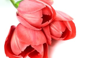Картинка тюльпаны, крупным планом, красные, белый