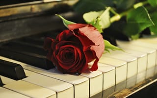Картинка роза, рояль, цветок, клавиши, пианино