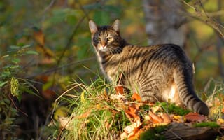 Картинка кот, листья, кошка, прогулка, трава, природа