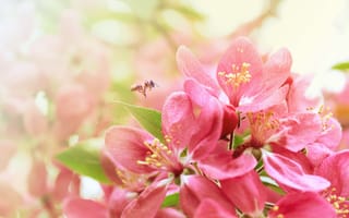 Картинка цветение, пчела, весна, сакура