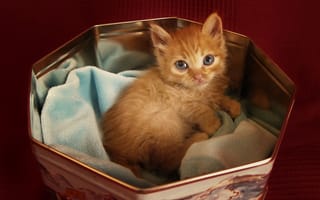 Картинка Кот, взгляд, в коробочке, котенок, рыжий, лежит