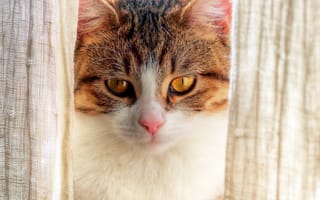 Картинка кошка, кот, портрет, рыже-белая, морда, от lolita777, шторка, взгляд