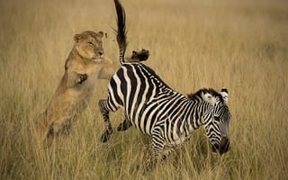 Картинка погоня, львица, лев, зебра, африка