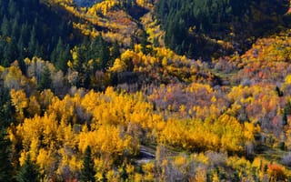 Картинка осень, лес, forest, colors, panorama, деревья, trees, панорама
