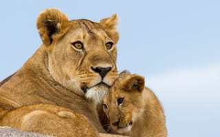 Картинка львы, львёнок, материнство, львица, детёныш