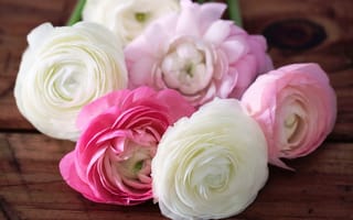 Картинка лютики, ranunculus, цветы, розовые, лепестки, белые, бутоны