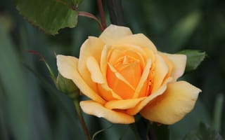 Картинка роза, лепестки, бутон, жёлтая роза