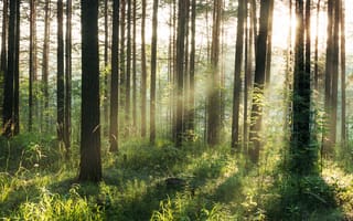 Картинка лес, свет, природа, деревья