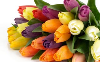Обои цветы, букет, весна, цветок, тюльпан, природа, красивые, тюльпаны