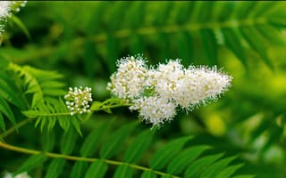 Картинка листья, цветы, green, leaves, зелёные, белые, Flowers, white