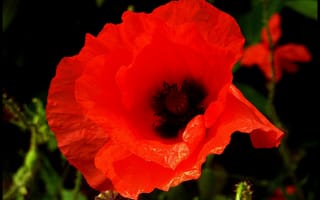 Картинка макро, красный, Poppy, мак, macro, red
