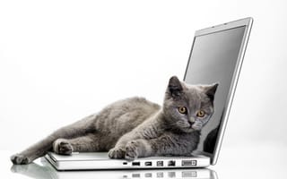Картинка кот, ноутбук, grey, cats, glance