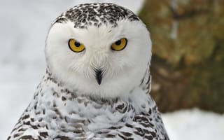 Картинка Снежная сова, снег, портрет, зима, взгляд, птица