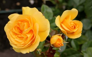 Картинка Розы, бутоны, yellow, жёлтые, roses