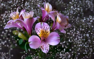 Картинка pink, розовые, цветы, Flowers