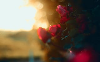 Картинка цветы, лепестки, боке