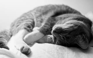 Картинка серый, спит, кот