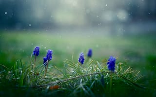 Обои Мускари, снежинки, синие, цветы, трава, весна