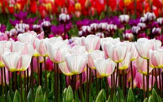 Картинка весна, тюльпаны, spring, Tulips