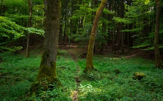 Картинка зелень, трава, роща, деревья, Лес, forest, green, grass