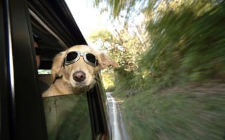 Картинка dog, funny, spectacles, ears, human, railway, wind, train