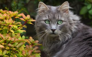 Картинка кошка, взгляд, листочки, усы
