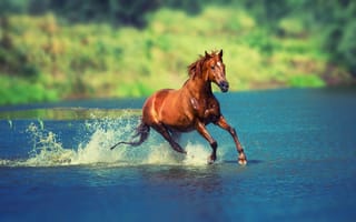 Картинка конь, солнце, природа, лето, река, лошадь, брызги, боке, вода, бег