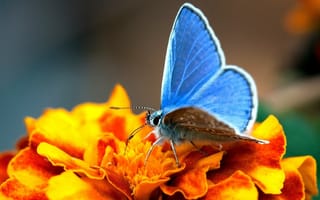 Картинка крылья, цветок, бабочка, голубые, желтый
