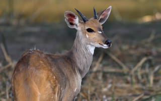 Картинка взгляд, Африка, Бушбок (Tragelaphus scriptus), молодой самец