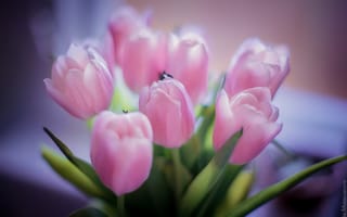 Обои тюльпаны, розовые тюльпаны, букет, лепестки, розовый, цветы, красивые цветы