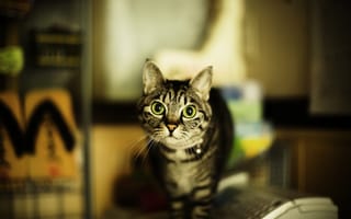 Картинка кошка, размытость, кот, серая, усы, глаза, полосатая, зеленые