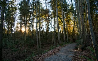 Картинка дорога, лес, деревья, forest, Осень, закат, листва, road