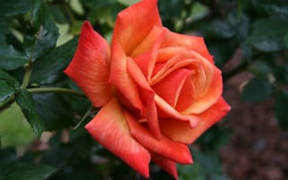 Обои роза, оранжевая, orange, bokeh, Rose, боке