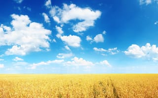 Картинка пшеница, ясно, колосья, равнина, солнечно, нива, синева, облака, горизонт, лето, поле