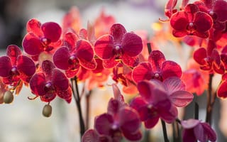 Картинка орхидея, фалик, освещение, цветы, ветка, фалинопсис, свет