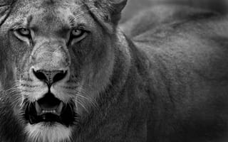 Картинка кошка, 1920x1200, хищник, лев, lion, predator, львица, lioness, cat