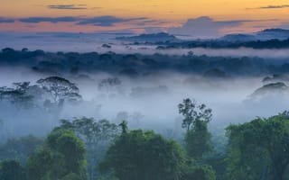 Картинка туман, лес, Амазония, Бразилия, рассвет