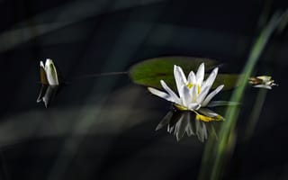 Картинка Лилия, белая, водяная, lily, water, white