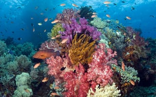 Картинка море, кораллы, рыбки, Подводный мир, рыбы