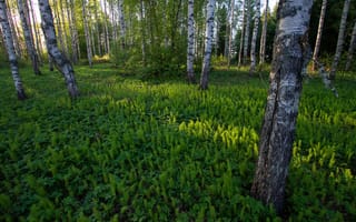 Картинка лес, трава, берёзы, Финляндия