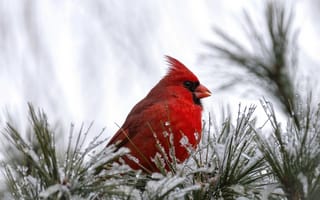 Обои кардинал, птица, красный, птичка, снег