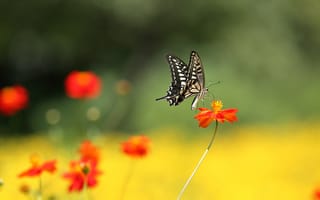 Картинка макро, цветы, мотылек, бабочка